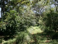 Choche (39) : Yayo