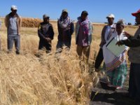 ጨፌ ዶንሳ ከአርሶ አደሩ ጋር የነባር ዘር መረጣ በማሳ ላይ ሲለይ 2009 ዓ.ም.