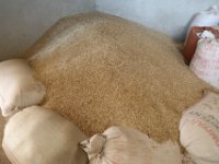 Ethiopia Biodiversity Institute Goba Biodiversity Center Goro Community Seed Bank